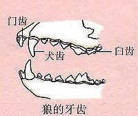 狼的牙齒 銀灰色五行